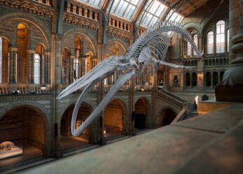 Corso gratuito di Inglese base in fad