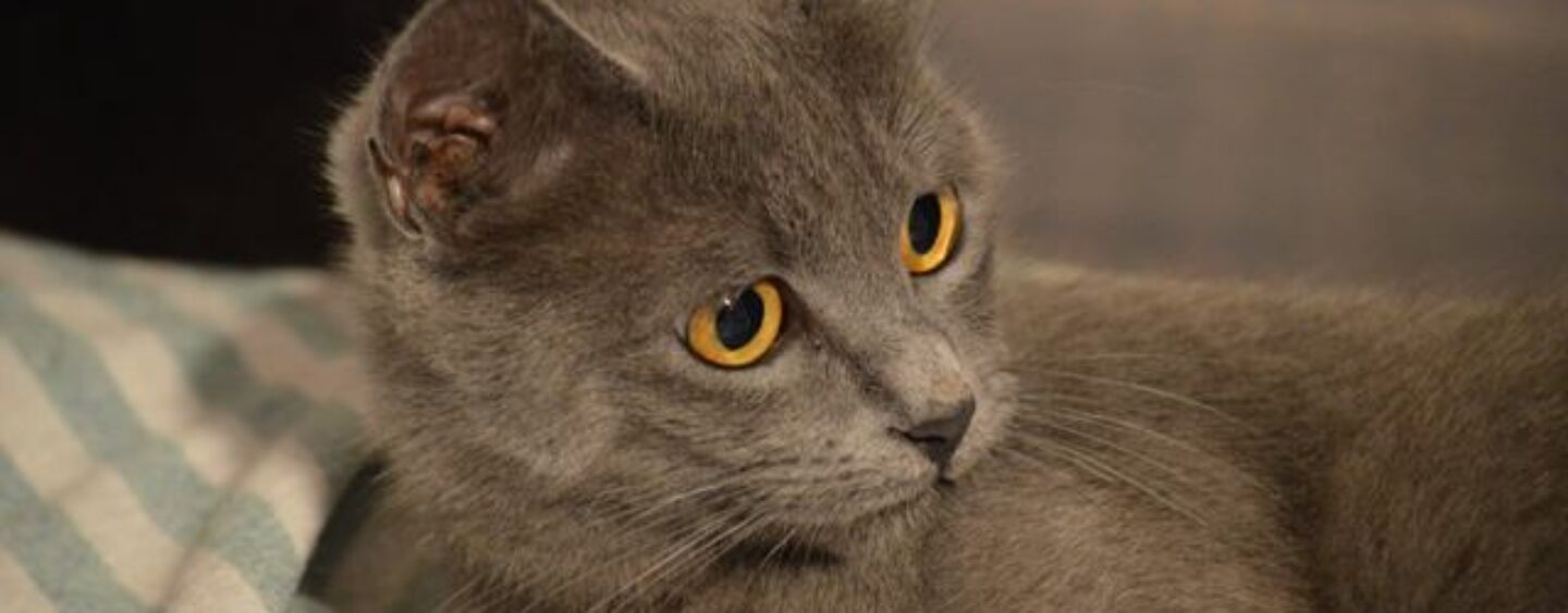 Opportunità di lavoro: vari profili nella GDO prodotti per animali domestici