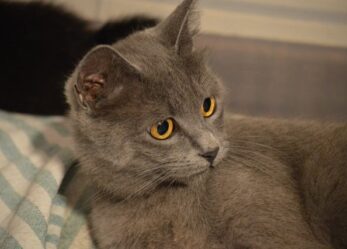 Opportunità di lavoro: vari profili nella GDO prodotti per animali domestici