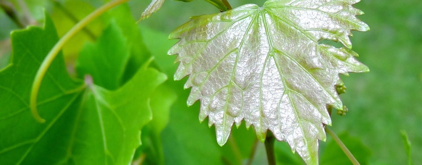 Tirocinio in India per promuovere la e-mobility