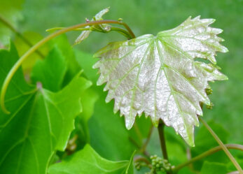 Tirocinio in India per promuovere la e-mobility