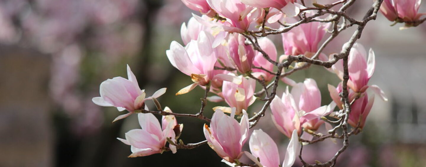 Concorso fotografico internazionale