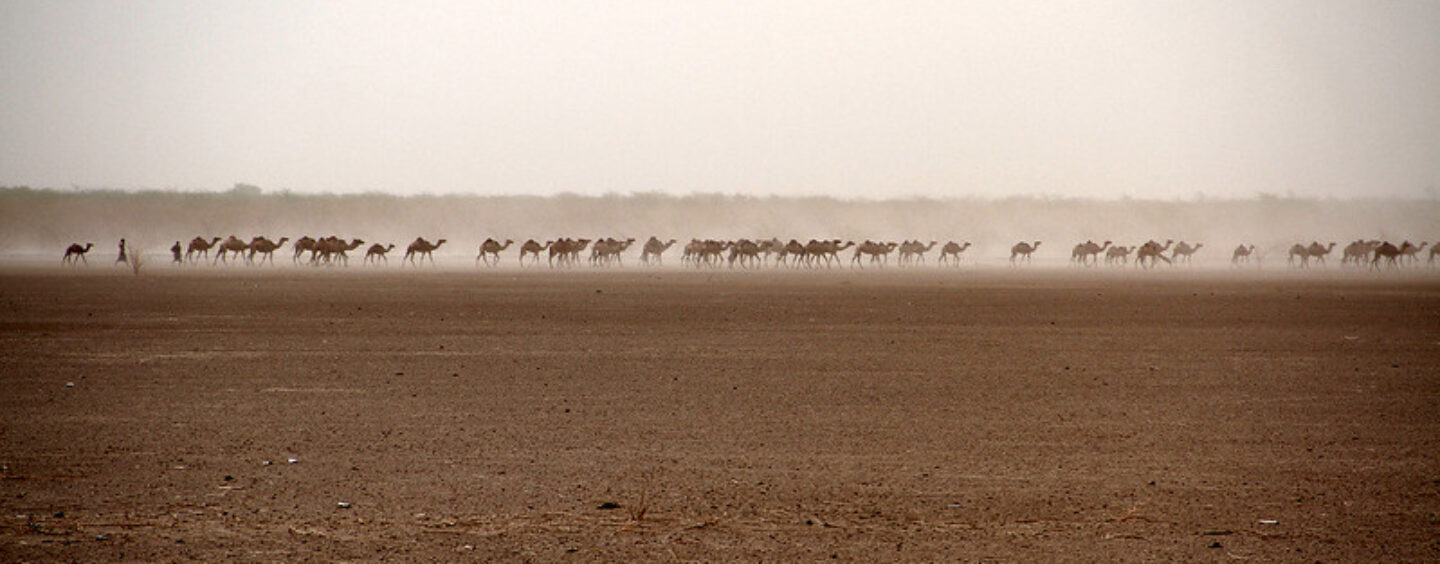 Tirocini FAO in Africa