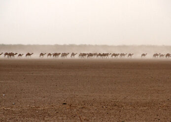 Tirocini FAO in Africa