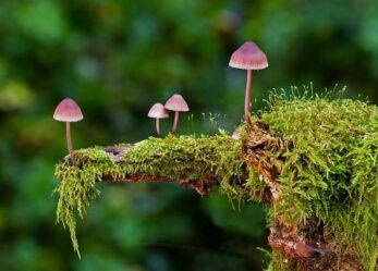 Scatta il bosco PEFC: concorso fotografico edizione 2022