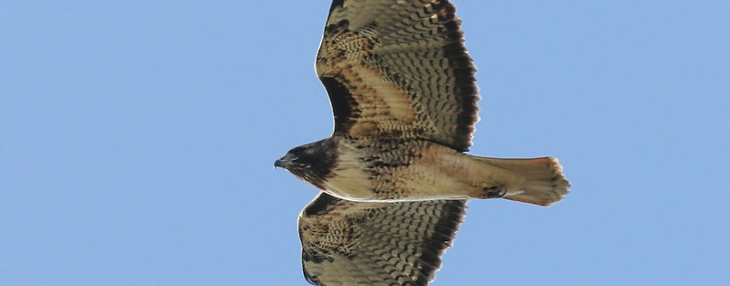 Tirocini in Germania, Irlanda, Spagna o a Malta