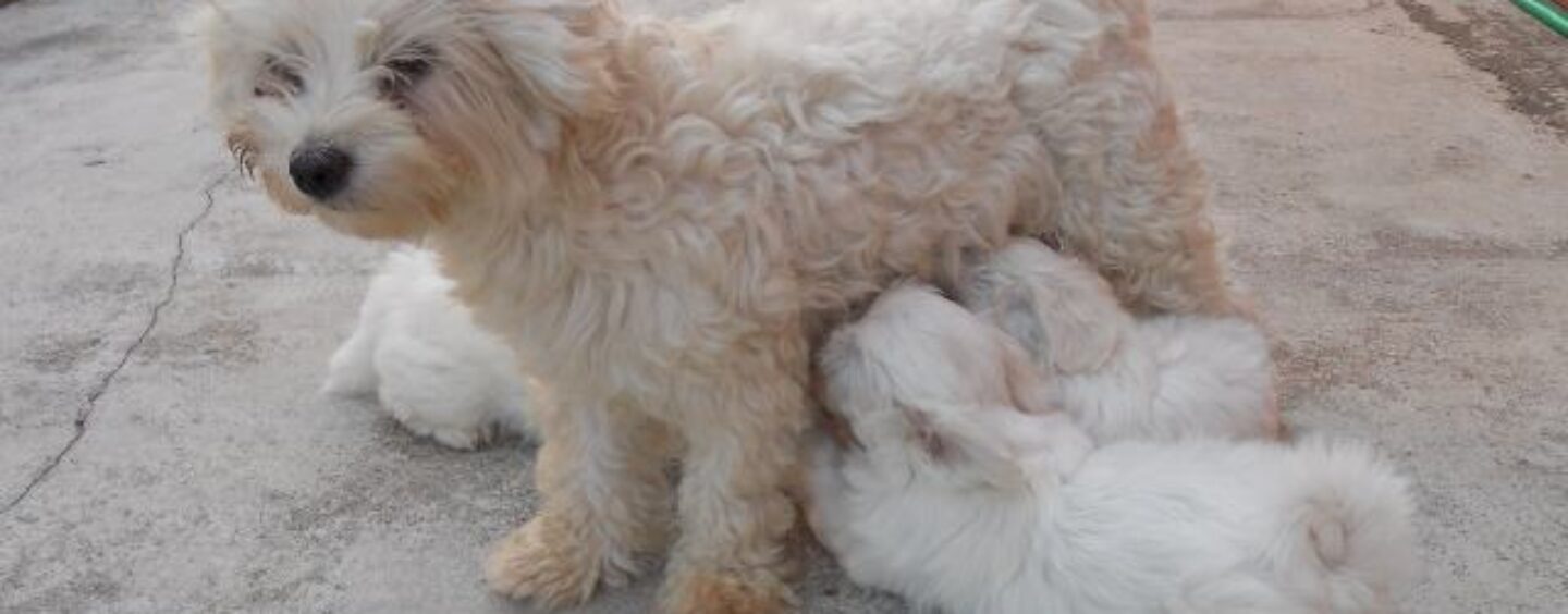 Addetti alle vendite in catena di negozio animali