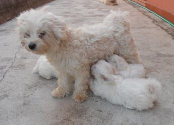 Addetti alle vendite in catena di negozio animali