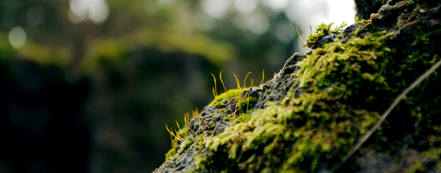 Le tue foto DiscoverEU per #3miliardiDiAlberi