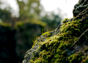 Le tue foto DiscoverEU per #3miliardiDiAlberi