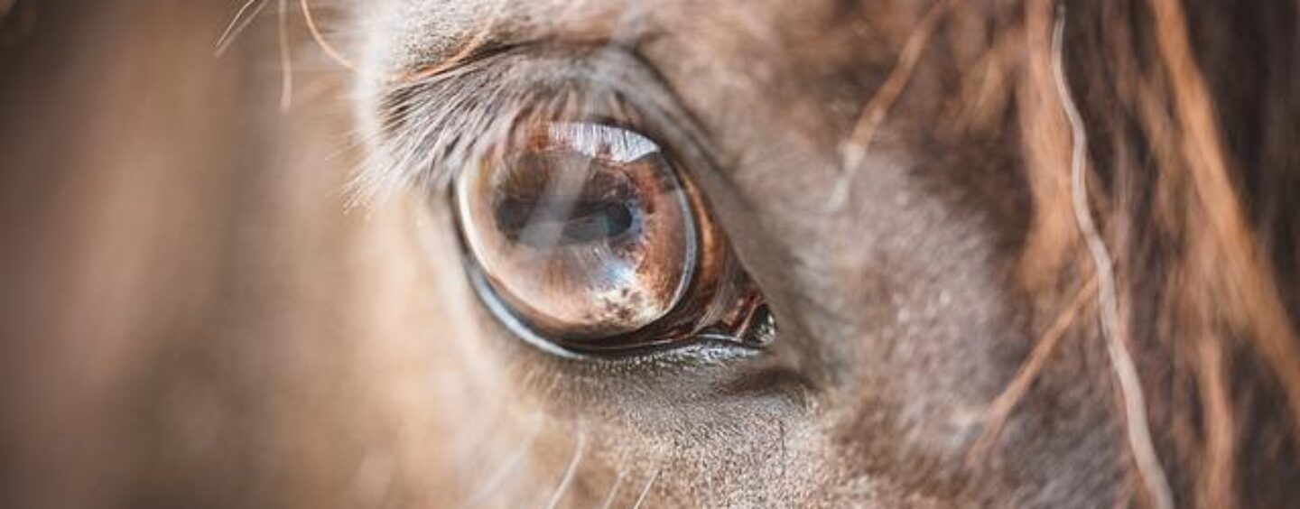 Interventi assistiti con animali: cos’è la pet therapy