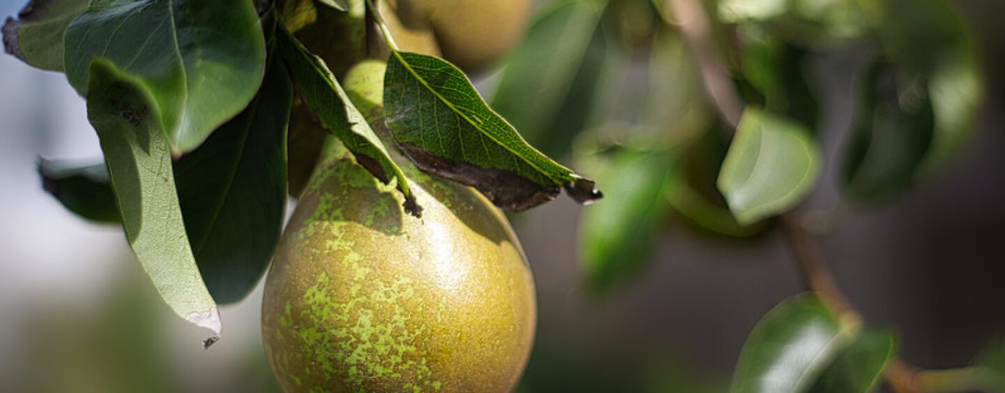 100 giorni a raccogliere frutta e verdura in Belgio