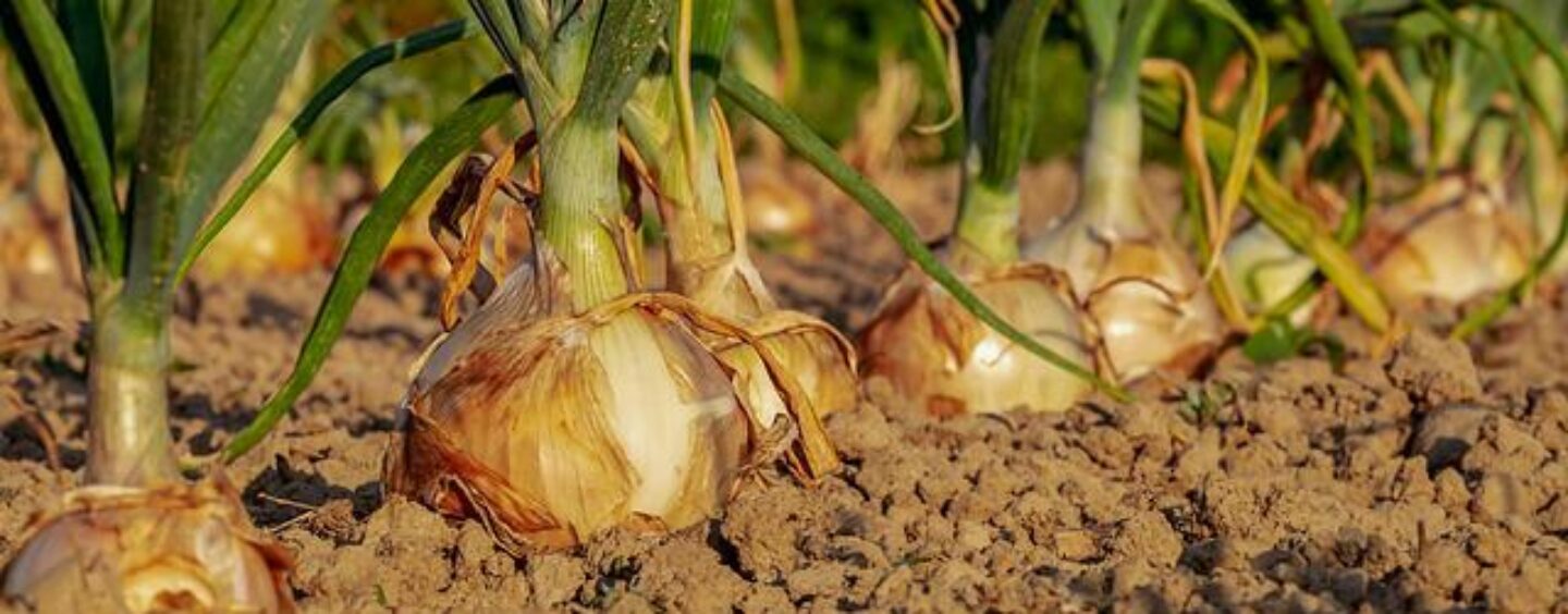 Agenda 2030 Obiettivo 2: sconfiggere la fame nel mondo