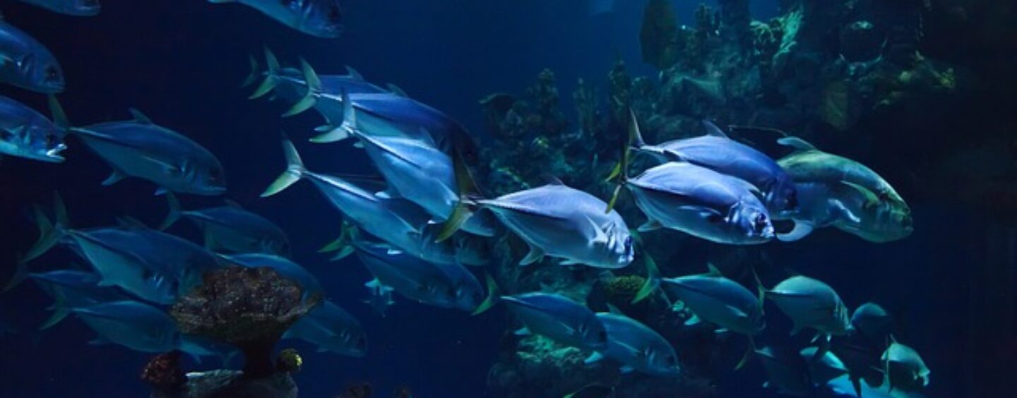 Agenda 2030, cambiare il mondo. Obiettivo 14: la vita sott’acqua