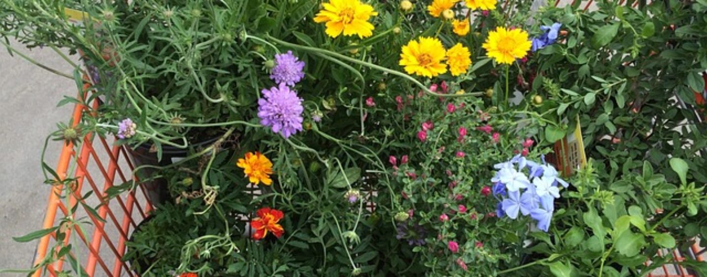 Personale in garden center per il periodo natalizio