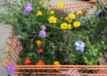 Personale in garden center per il periodo natalizio