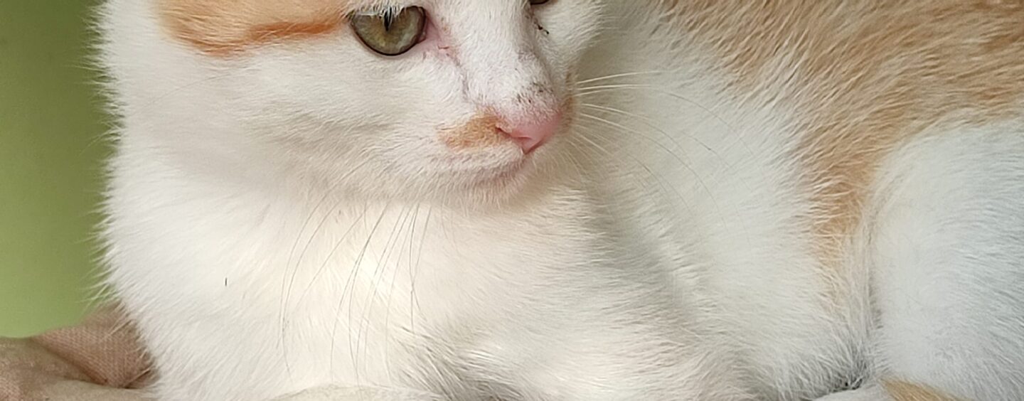 Addetti alla vendita in catena di negozi per animali