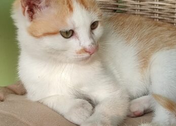 Addetti alla vendita in catena di negozi per animali