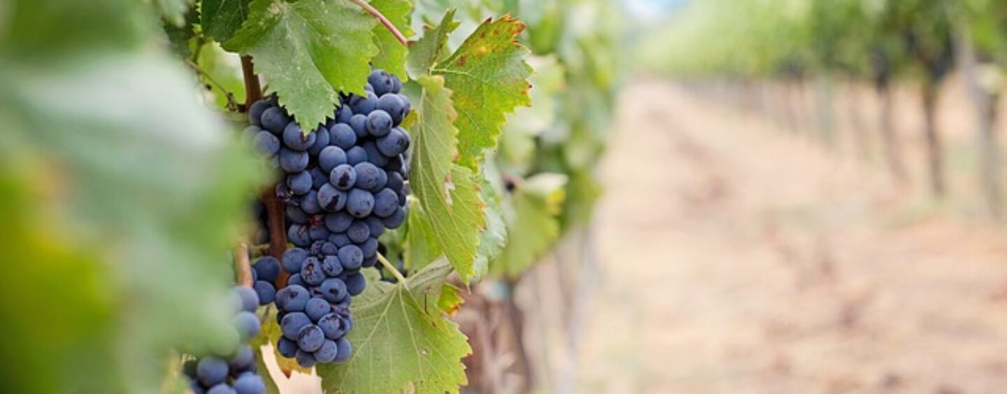 La vendemmia e la raccolta dell’uva