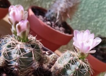 Personale stagionale per reparto giardinaggio