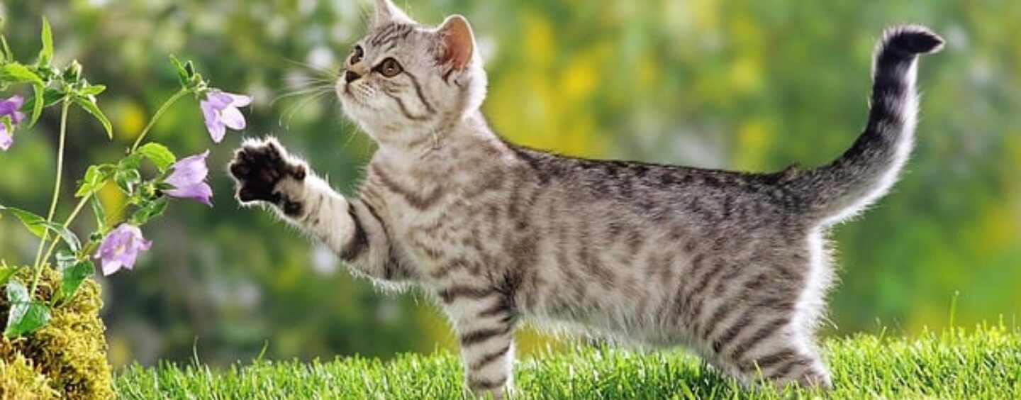 Opportunità di stage in pet store