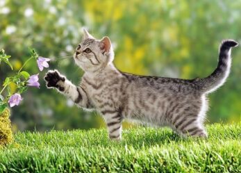 Opportunità di stage in pet store