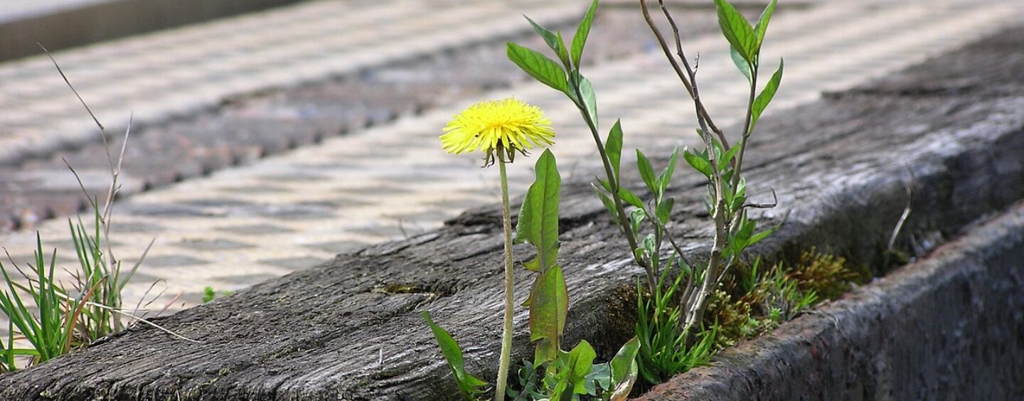 Tirocinio per la resilienza climatica