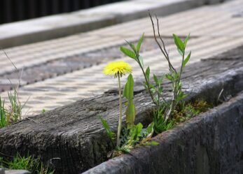 Tirocinio per la resilienza climatica