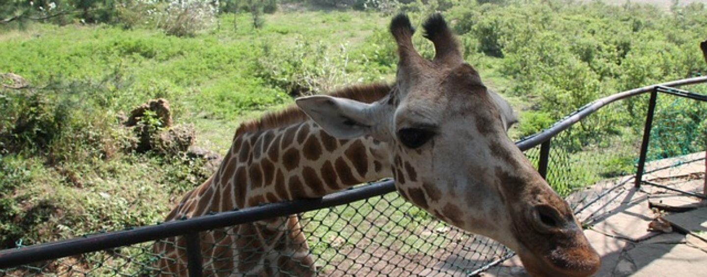 Lavoro stagionale in un parco zoologico