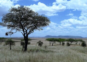 Volontari all’estero con i Corpi civili di pace
