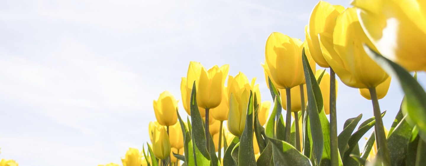 Scambio giovanile nei Paesi Bassi