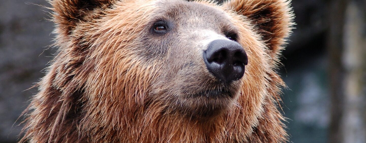 Volontariato in Germania fra gli orsi