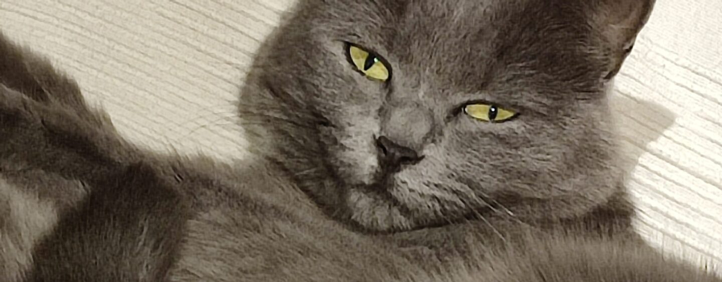 Addetti alla vendita in negozi per animali