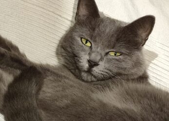 Addetti alla vendita in negozi per animali