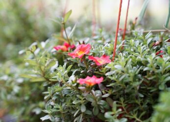 GDO settore bricolage cerca vari profili a Lonato del Garda