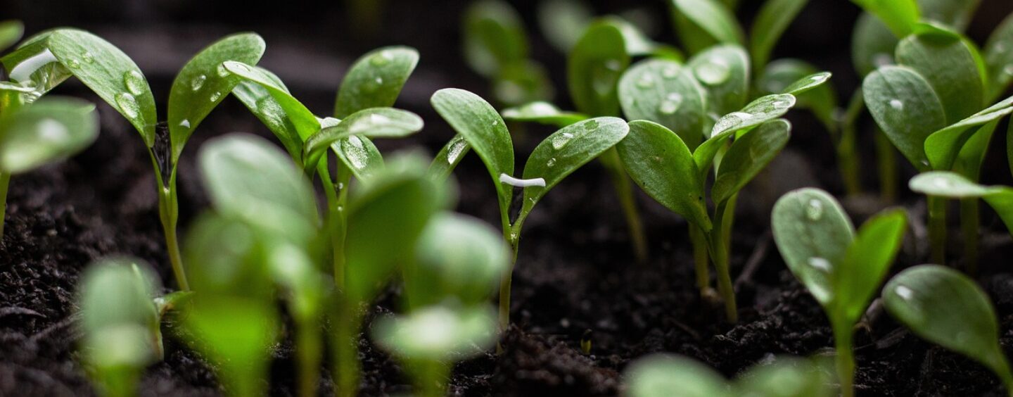 Come la natura può aiutarci?