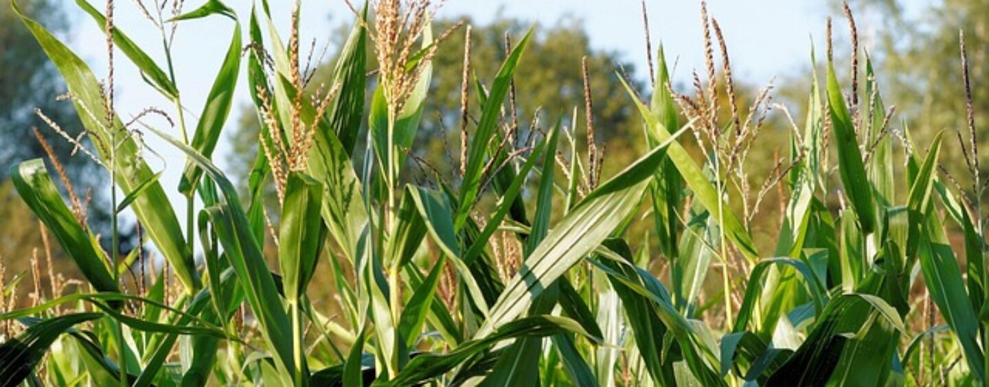 Un profilo qualificato per A2A