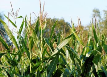 Un profilo qualificato per A2A