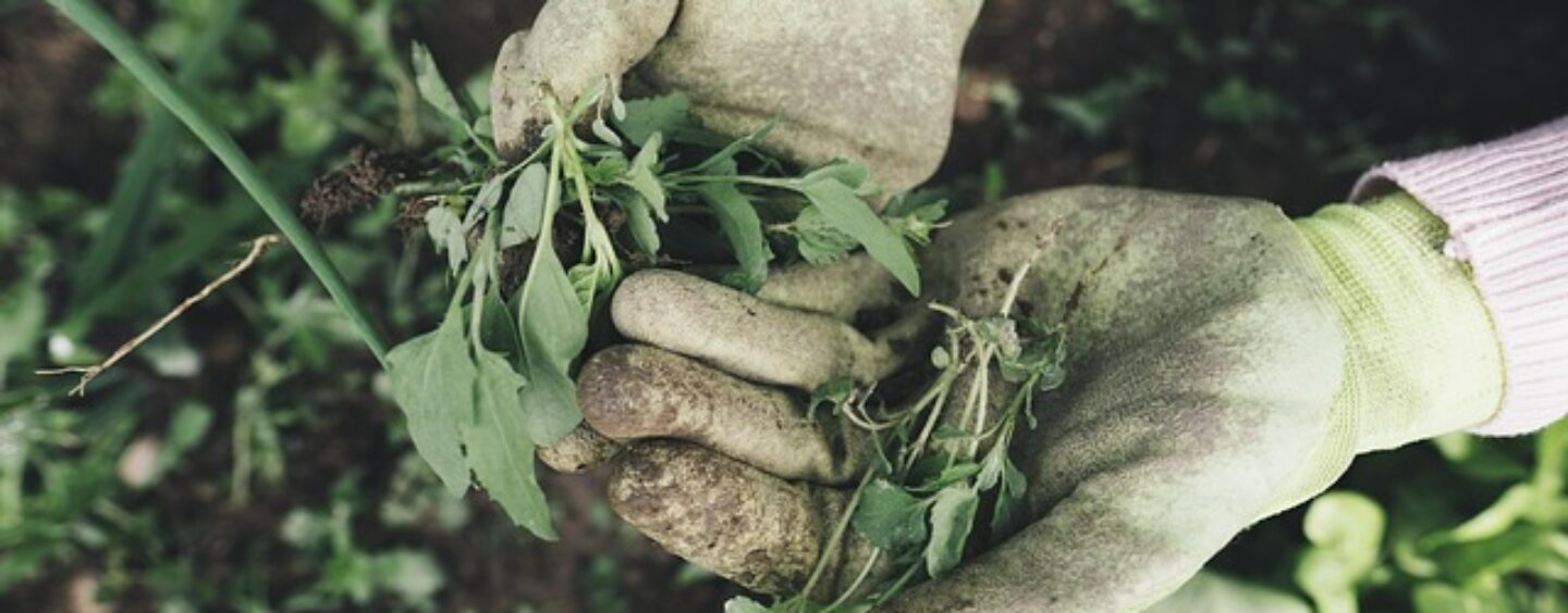 Corso gratuito: addetto alla potatura e attività di giardinaggio