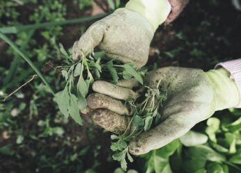 Corso gratuito: addetto alla potatura e attività di giardinaggio