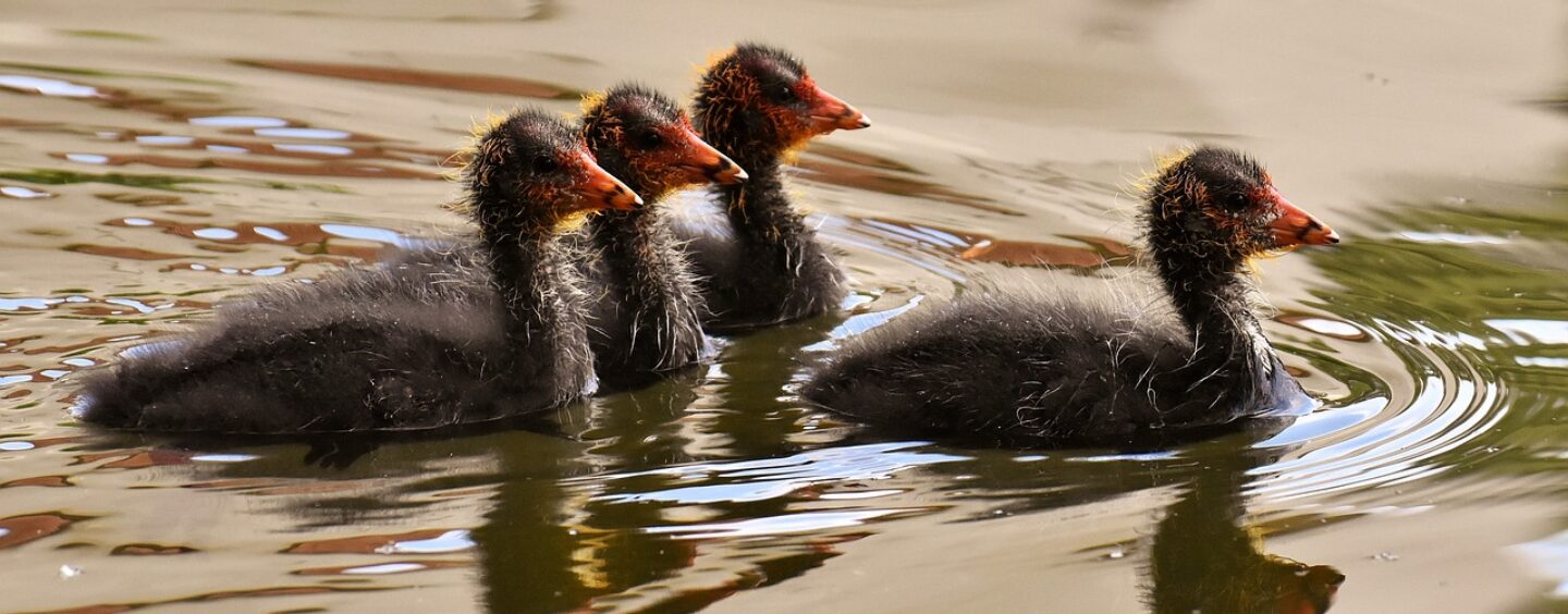 Accompagna tu altri giovani all’estero in vacanza studio