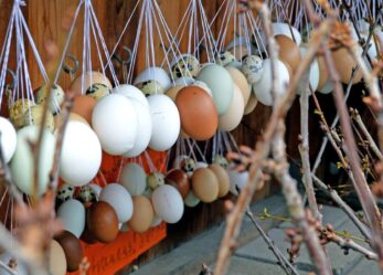 Comunicazione e marketing per una fattoria in Svizzera