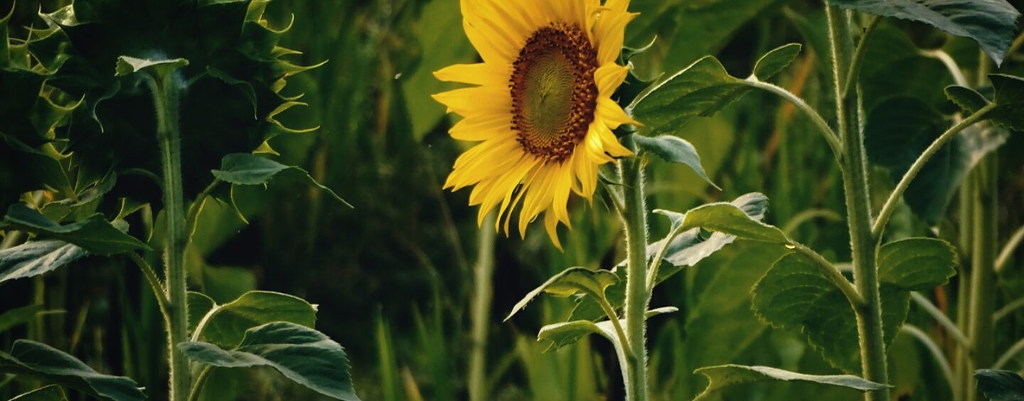 Young champions of the Earth 2024