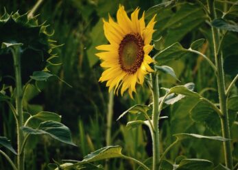 Young champions of the Earth 2024