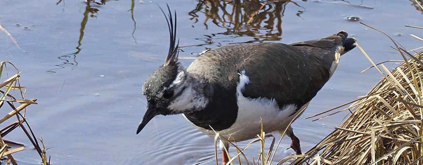 Volontari per l’ambiente in Finlandia