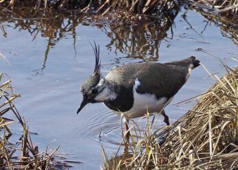 Volontari per l’ambiente in Finlandia