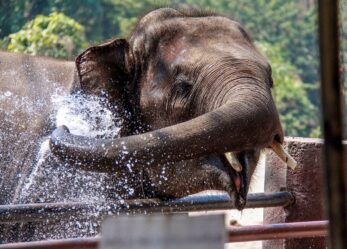 Scopri la Tailandia e racconta il tuo viaggio