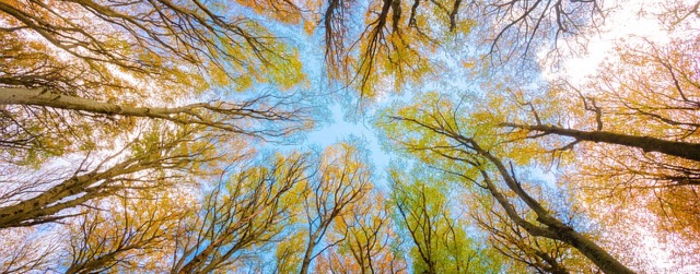 eARTh contest: proteggi la Terra con la tua arte