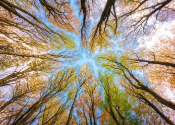 eARTh contest: proteggi la Terra con la tua arte