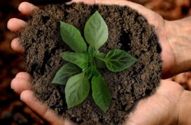 Borsa di studio per il tuo progetto sostenibile